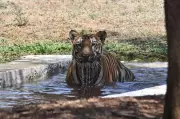 Binkadakatti Zoo in Gadag Takes Measures to Protect Animals from Heat Stroke