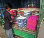 Bird Flu Outbreak Halts Egg Supply from Navapur to Surat