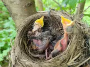 Bird Rescue or Kidnapping? Experts Warn Against Unnecessary Intervention