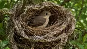 Birds Use Snakeskin in Nests as Predator Deterrent, Study Finds