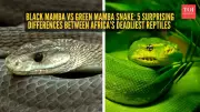 Black Mamba vs Green Mamba: 5 Key Differences Beyond Color and Fear