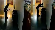 Blinkit Delivery Boy's Kiss on Cricket Bat Melts Hearts Online