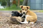 BMC Extends Deadline for Dog Shelter Bids, Identifies New Site in Mulund