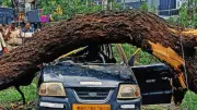BMC Letter Raises Questions Over What Is Killing Mumbai's Trees