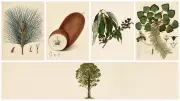 Botanical Art Revival: Why It's Blooming Again After a Century