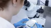 Brazil's Wolbachia Mosquitoes Fight Dengue Amid Climate Crisis