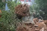 BRS Leader KTR Vows to Oppose Tree Felling in Hyderabad's KBR Park