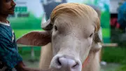 Buffalo Weighing 700 Kg Saved from Sacrifice in Bangladesh