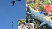 Businessman's Remains Found Inside Crocodile in South Africa