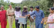 Buzzing: A New Livelihood in Karnataka's Beekeeping Boom