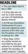 Calcutta HC: No Cruelty Charges Without Intent in Dog Accident