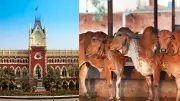Calcutta HC Rejects Pleas on West Bengal Cattle Slaughter Rules Before Bakr Eid