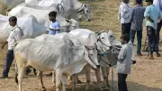 Calcutta High Court Upholds West Bengal's Cattle Slaughter Restrictions Ahead of Bakr Eid