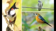 Campus Bird Count 2026 Sees Record Participation from 395 Campuses Globally