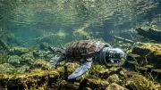Canadian Teen Evan Budz Invents Bionic Underwater Robotic Turtle for Marine Conservation