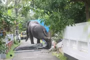 Captive Elephant Runs Amok in Thrissur, Destroys Vehicles and Houses