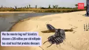 Car-Sized Millipede Roamed Earth 326 Million Years Ago, Fossil Reveals