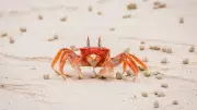 Carcinisation: Why Animals Keep Evolving Into Crabs But Sideways Walking Evolved Only Once
