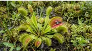 Carnivorous Plants Gain Popularity in Urban Homes for Pest Control and Style