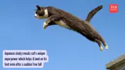Cats' Spine Superpower: Why They Always Land on Their Feet Revealed