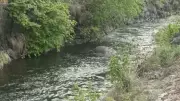 Celebrated Tusker Chillikomban Dies After Falling Into Canal in Tamil Nadu