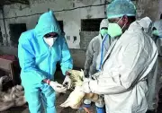 Central Team to Visit Nandurbar Over Avian Flu, Farmers Seek Local Lab