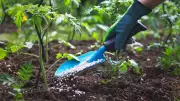 Centre Assures Sufficient Fertiliser Stocks for Kharif, Warns Against Panic Buying