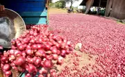 Centre hikes onion procurement rate to Rs 1,580 per quintal amid farmer protests