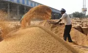 Centre hikes paddy MSP by 7.2% to Rs 2,441 per quintal