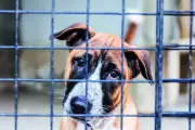 Chandigarh Police Book Unidentified Person for Throwing Puppy into Tandoor