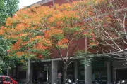 Chandigarh's Summer Spectacle: Gulmohar and Amaltas Bloom in the City Beautiful