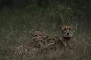 Cheetah Nirva and Her Three Cubs Released into Wild at Kuno National Park