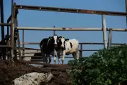 Chhatrapati Sambhajinagar Police Seize 131 Cattle in Pre-Bakrid Crackdown