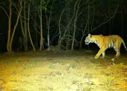 Chhattisgarh Tiger Poaching Plot Foiled: Seven Arrested for Poisoning Stream