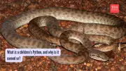 Children's Python: A Non-Venomous Australian Pet Snake with No Fangs