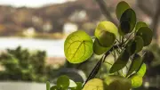 Chinese Money Plant Leaves Reveal Hidden Voronoi Pattern, Scientists Discover