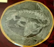 Chinese Pompeii: Volcanic Ash Preserved Dinosaur Communities in Sleeping Poses