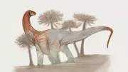 Chucarosaurus: A New Titanosaur Discovery in Patagonia Shocks Scientists