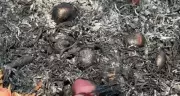 Civil engineer turned farmer burns onion crop after getting 67 paise per kg
