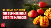 Climate Change and Global Conflict Threaten India's Alphonso Mango Harvest