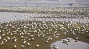 Climate change shrinks seabird habitats, forces longer flights: study