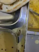 Cockroach Found in Chutney at Delhi University Hostel Mess Sparks Protest