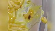 Cockroach Found in Dal at Delhi Hospital Doctors' Mess, Inquiry Ordered