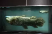 Coelacanth Discovery: Living Fossil Rewrites Evolution History