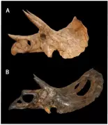 Construction Workers Unearth Rare Torosaurus Fossil in Colorado