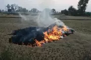 Crop Residue Burning Cases Surge in Punjab, Haryana; 661 Incidents on Sunday