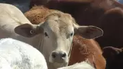 Cross-Bred Cows Drive Milk Production Surge in Karnataka