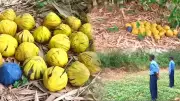 Crude Bombs Found in West Bengal's Birbhum Village, Area Cordoned Off