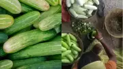 Cucumber Safety Alert: Women Caught Dipping Cucumbers in Green Chemical at Railway Station