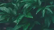 Cyborg Botany: How MIT Turns Plants into Interactive Living Technology